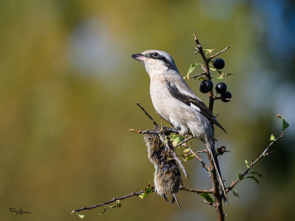 valk_roofvogels_TH_1726