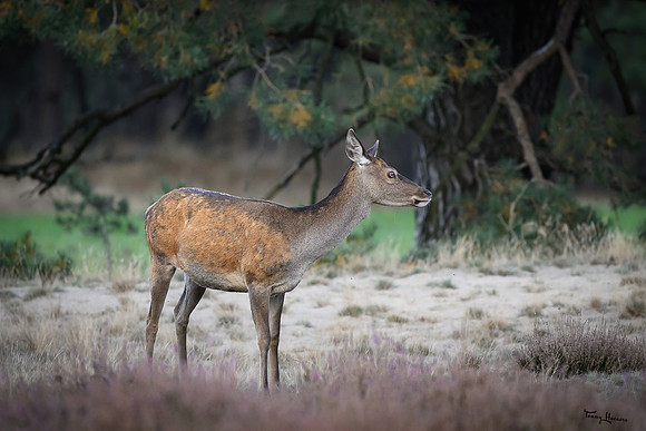 hogeveluwe_TH_1658