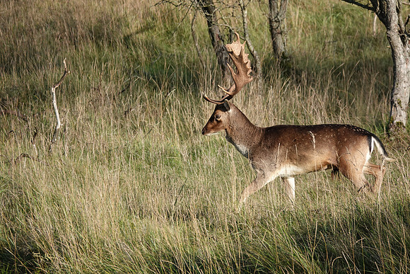 awd_TH_1868