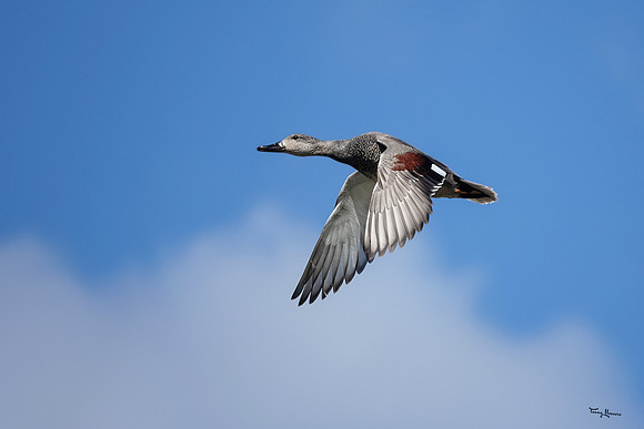 lingezegen_TH_0617