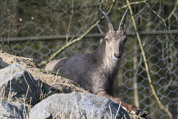 anholterschweiz_TH_0433