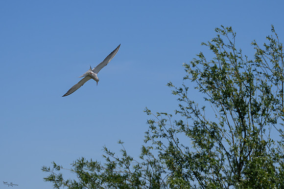 lingezegen_TH_0758