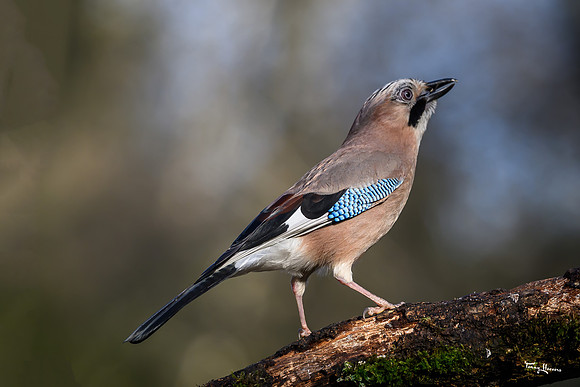 boshut_espelo_TH_0254
