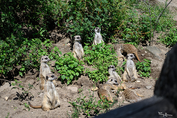burgerszoo_TH_1335