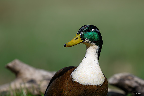 rays_vogelhut_TH_0451