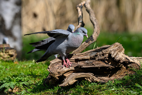 rays_vogelhut_TH_0452