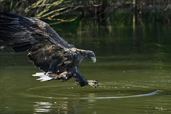 valk_roofvogels_TH_1765