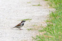 rondje_lingezegen_TH_0922