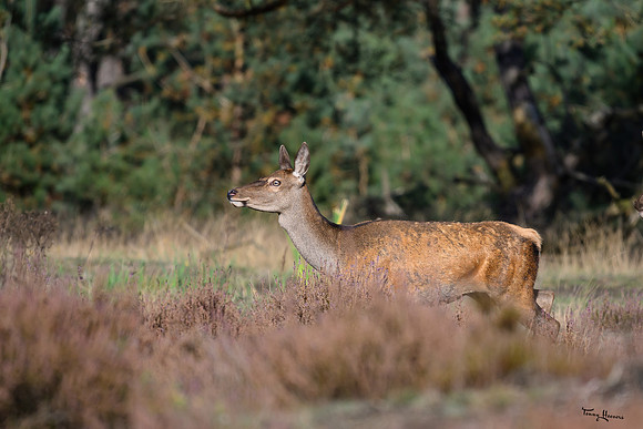 hogeveluwe_TH_1649
