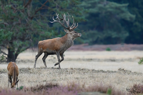 hogeveluwe_TH_1601