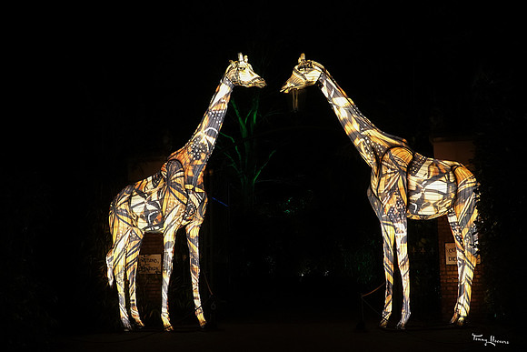 ouwehand_light_zoo_TH_0115
