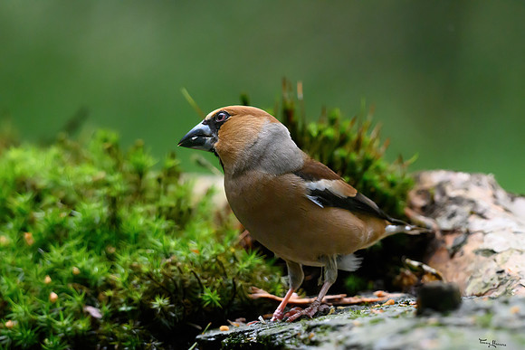 vogelhut_zuurberg_TH_0870