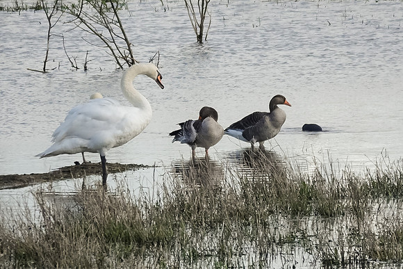 lingezegen_TH_0629