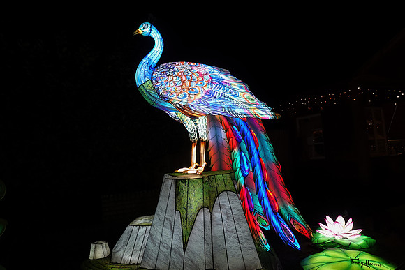 ouwehand_light_zoo_TH_0074