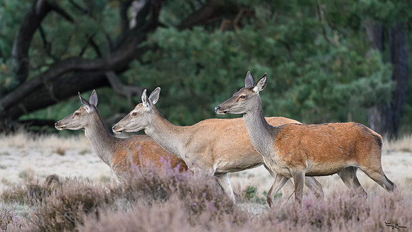 hogeveluwe_TH_1661