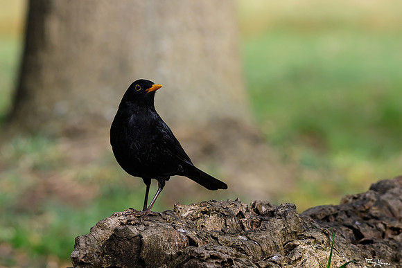 rays_vogelhut_TH_0440