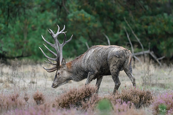 hogeveluwe_TH_1596