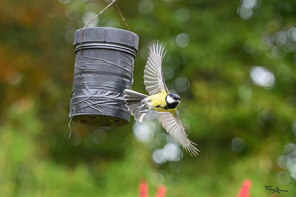 tuinhut_TH_1796