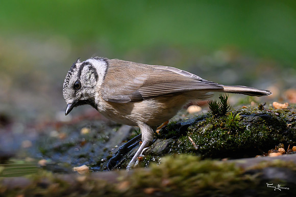 vogelhut_zuurberg_TH_0881