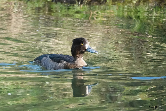 awd_TH_1875