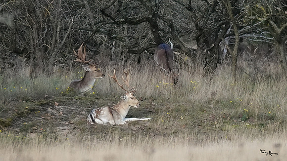 awd_TH_1880