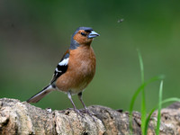 eays_vogelhut_TH_1122