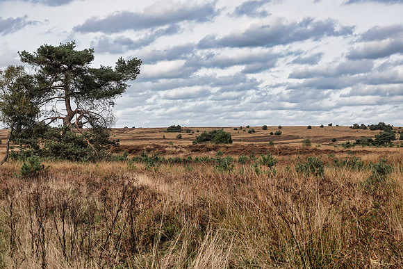 hogeveluwe_TH_1894