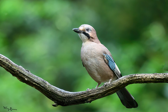vogelhut_espelo_TH_1524
