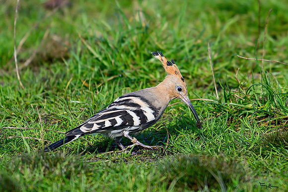 valk_roofvogels_TH_1749