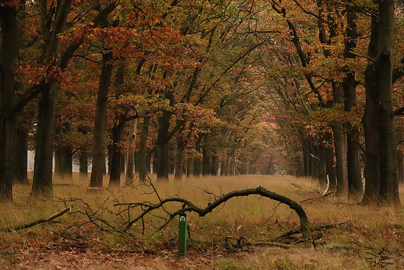 hogeveluwe_TH_1862
