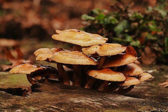 hogeveluwe_TH_1861