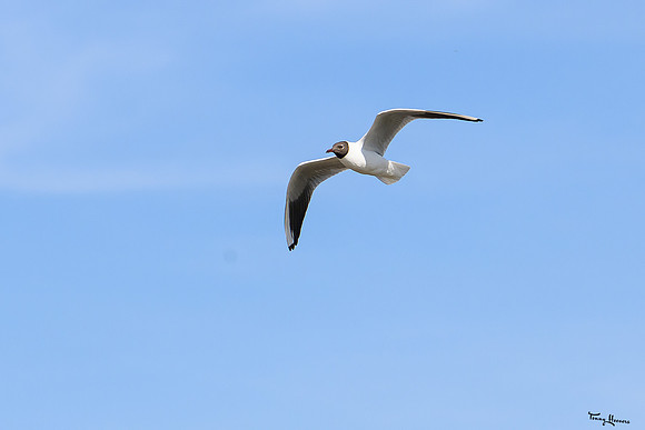 lingezegen_TH_0637