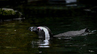 burgerszoo_TH_1201