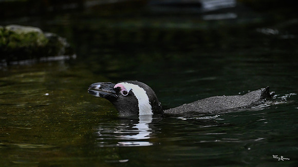 burgerszoo_TH_1201