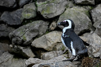 011125 - Burgers Zoo