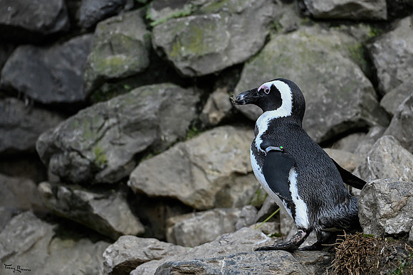 burgerszoo_TH_1200