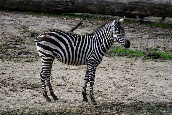 burgerszoo_TH_1202