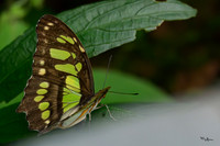 burgerszoo_TH_1206