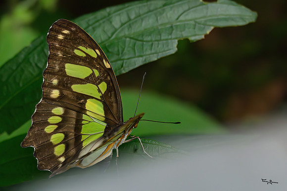 burgerszoo_TH_1206