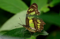 burgerszoo_TH_1207