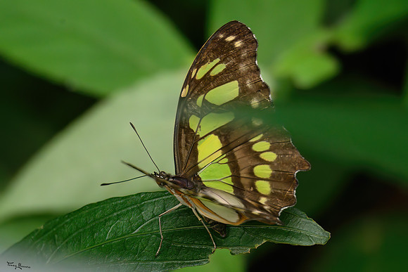 burgerszoo_TH_1207