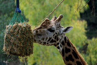 burgerszoo_TH_1203