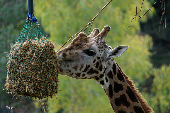 burgerszoo_TH_1203
