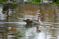 burgerszoo_TH_1205