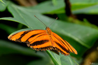 burgerszoo_TH_1208