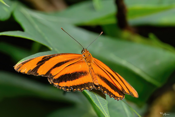 burgerszoo_TH_1208