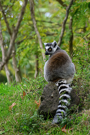 burgerszoo_TH_1210