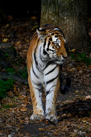ouwehands_dierenpark_TH_1212