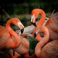 ouwehands_dierenpark_TH_1215