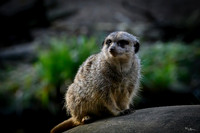 ouwehands_dierenpark_TH_1213